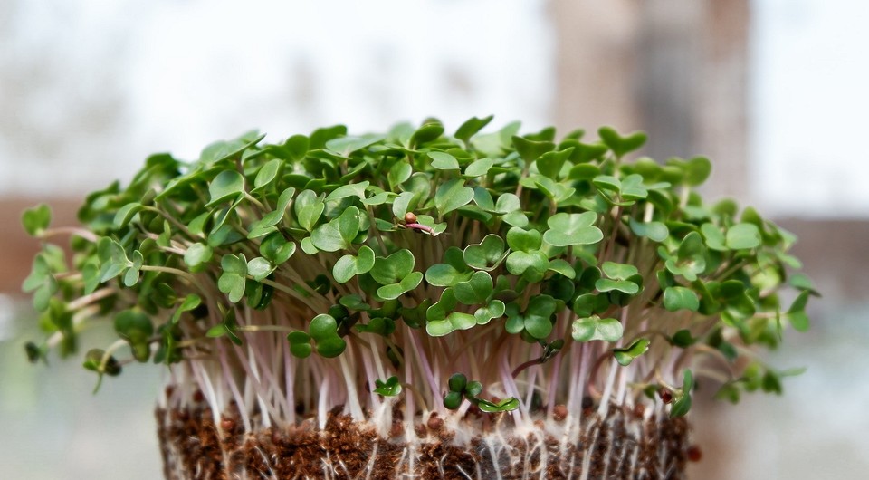 Как вырастить микрозелень в домашних условиях: 4 простых способа по посадке